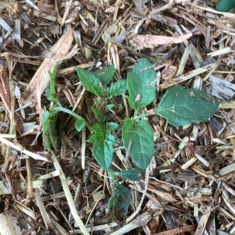 Tomato Plant plant photo by Gab named Remington on Greg, the plant care app.