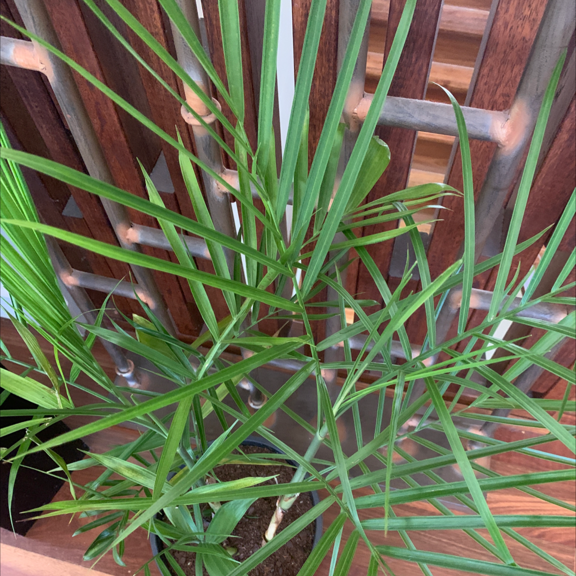 Bamboo Palm plant with healthy green leaves in a pot with visible soil.