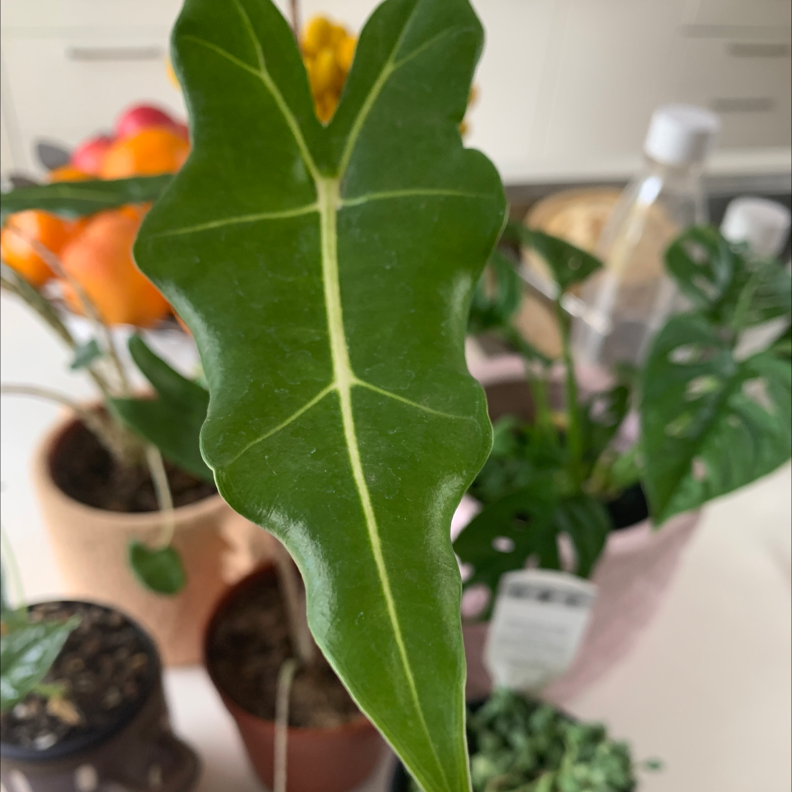 Close-up of a healthy Alocasia 'Sarian' leaf with other plants in the background.