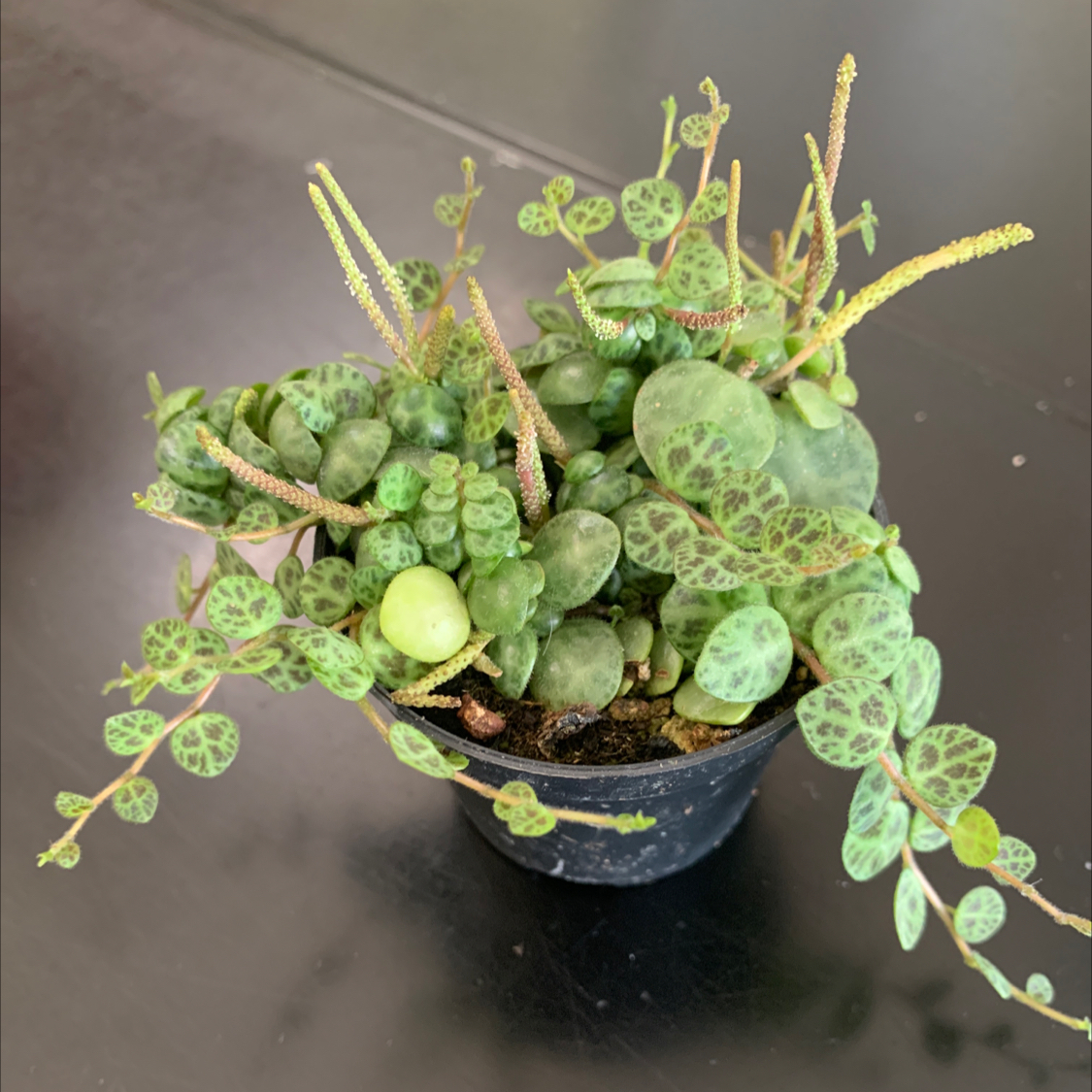 Trailing Jade plant in a pot with round, patterned green leaves.