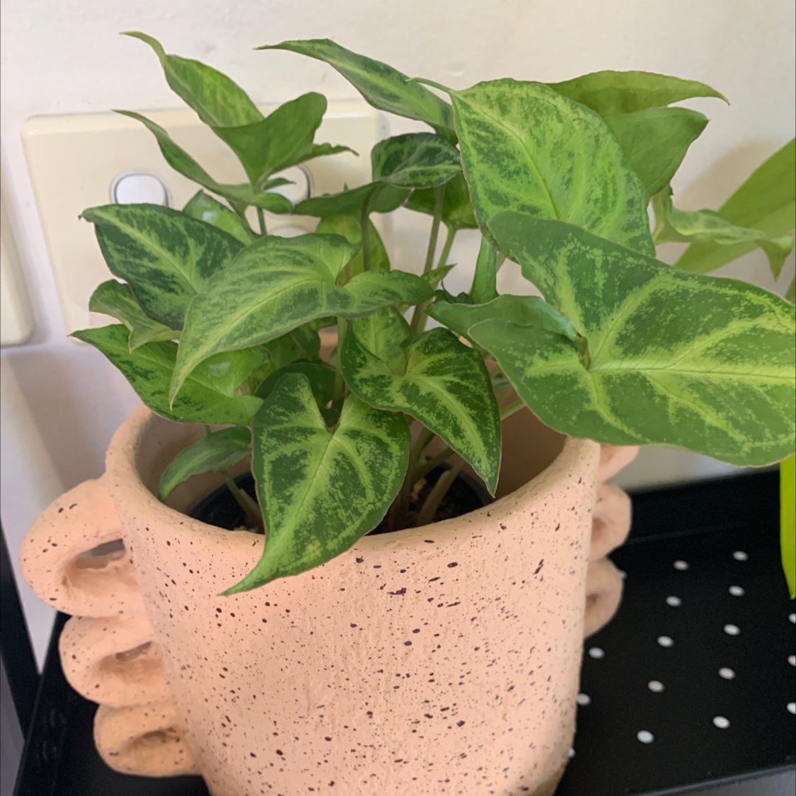Photo of the plant species Syngonium wendlandii by @LizzieMurphy named Mick Schumacher on Greg, the plant care app