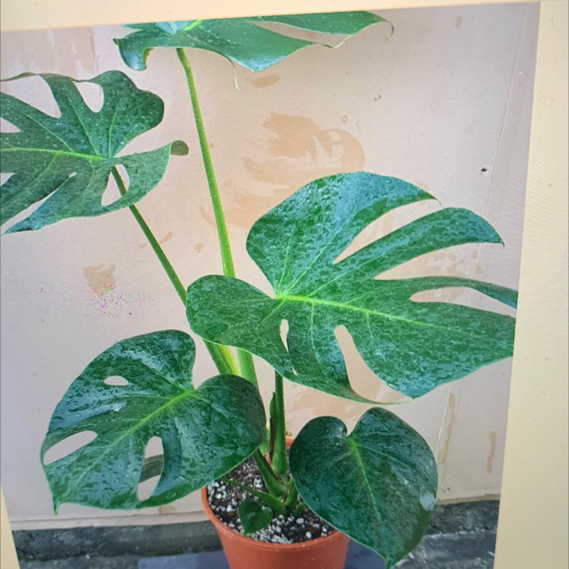 Photo of the plant species Dwarf Monstera Deliciosa by @LizzieMurphy named Lavender on Greg, the plant care app