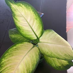 Dieffenbachia 'Tropic Marianne' plant