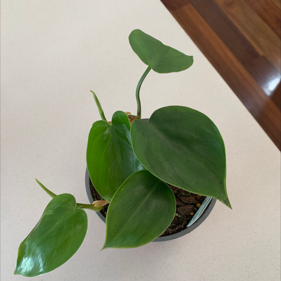 Philodendron cordatum plant with healthy green leaves in a pot.
