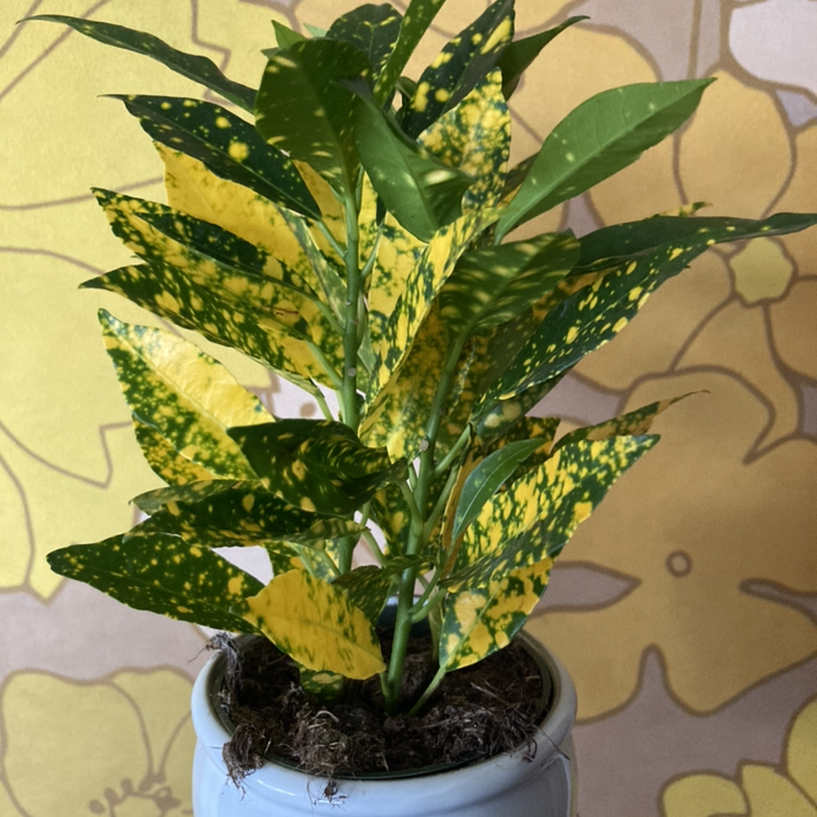 Gold Dust Croton plant in a pot with green and yellow variegated leaves.