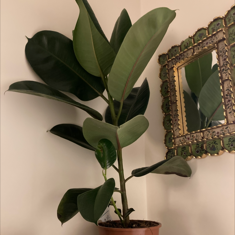 Rubber Plant plant photo by My botanical daydream named Ruby on Greg, the plant care app.