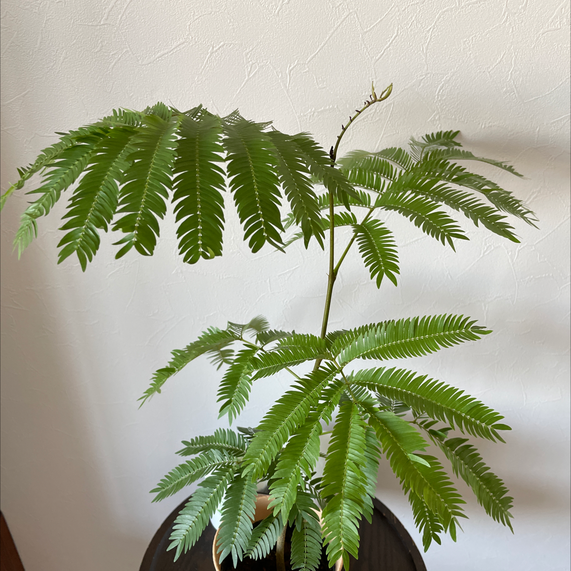 Silk Tree plant with feathery, fern-like green leaves in a pot.