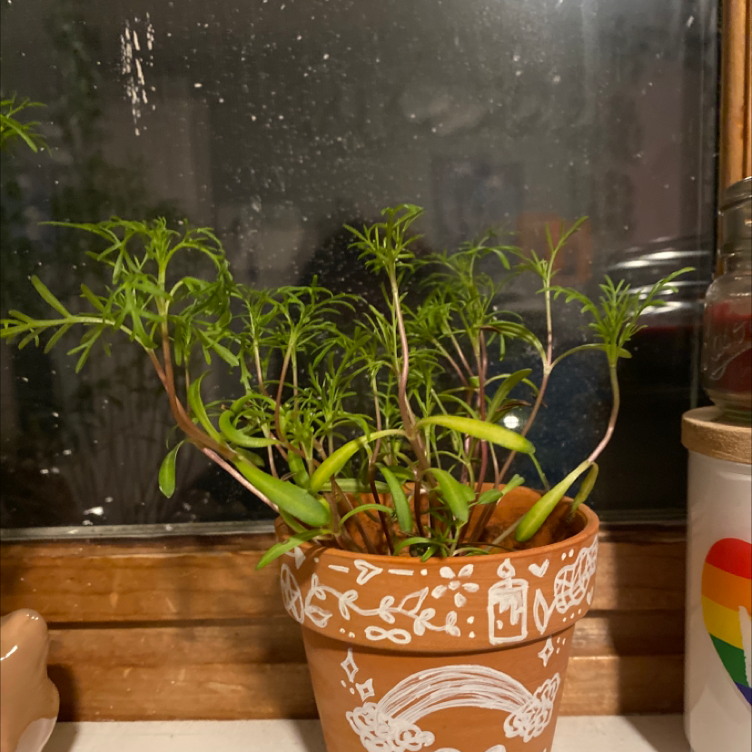 Photo of the plant species Garden Cosmos by @dylmackenzie named planty on Greg, the plant care app