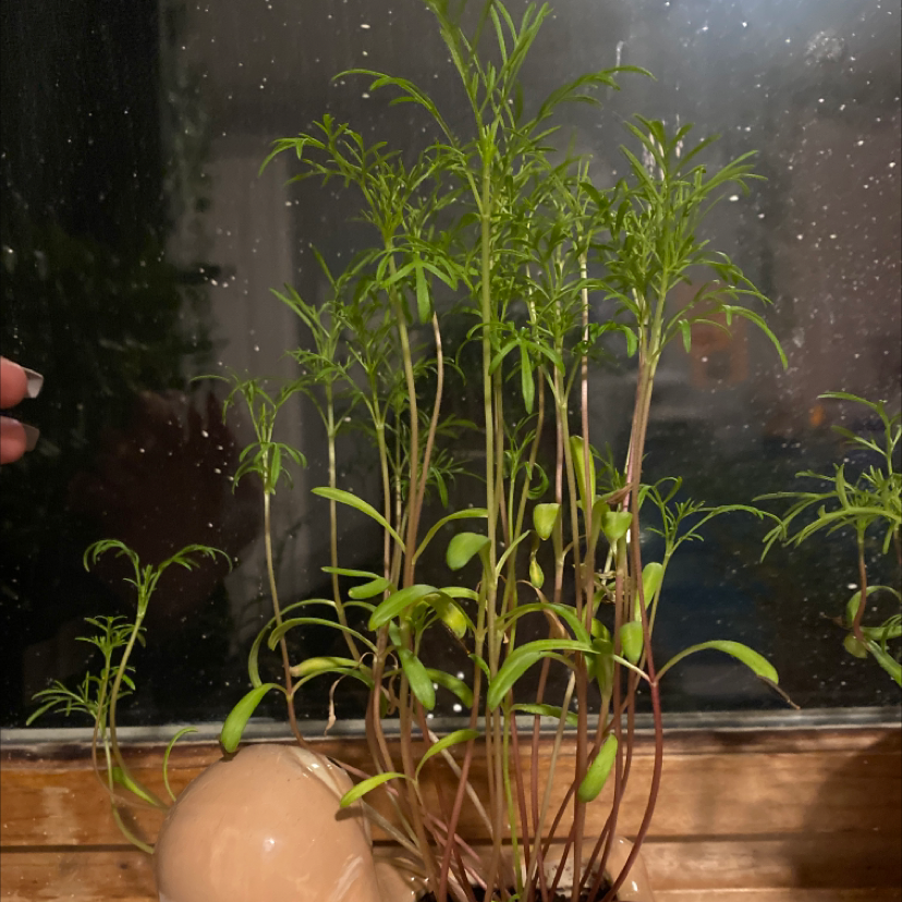 Photo of the plant species Garden Cosmos by @dylmackenzie named sammi the sloth on Greg, the plant care app