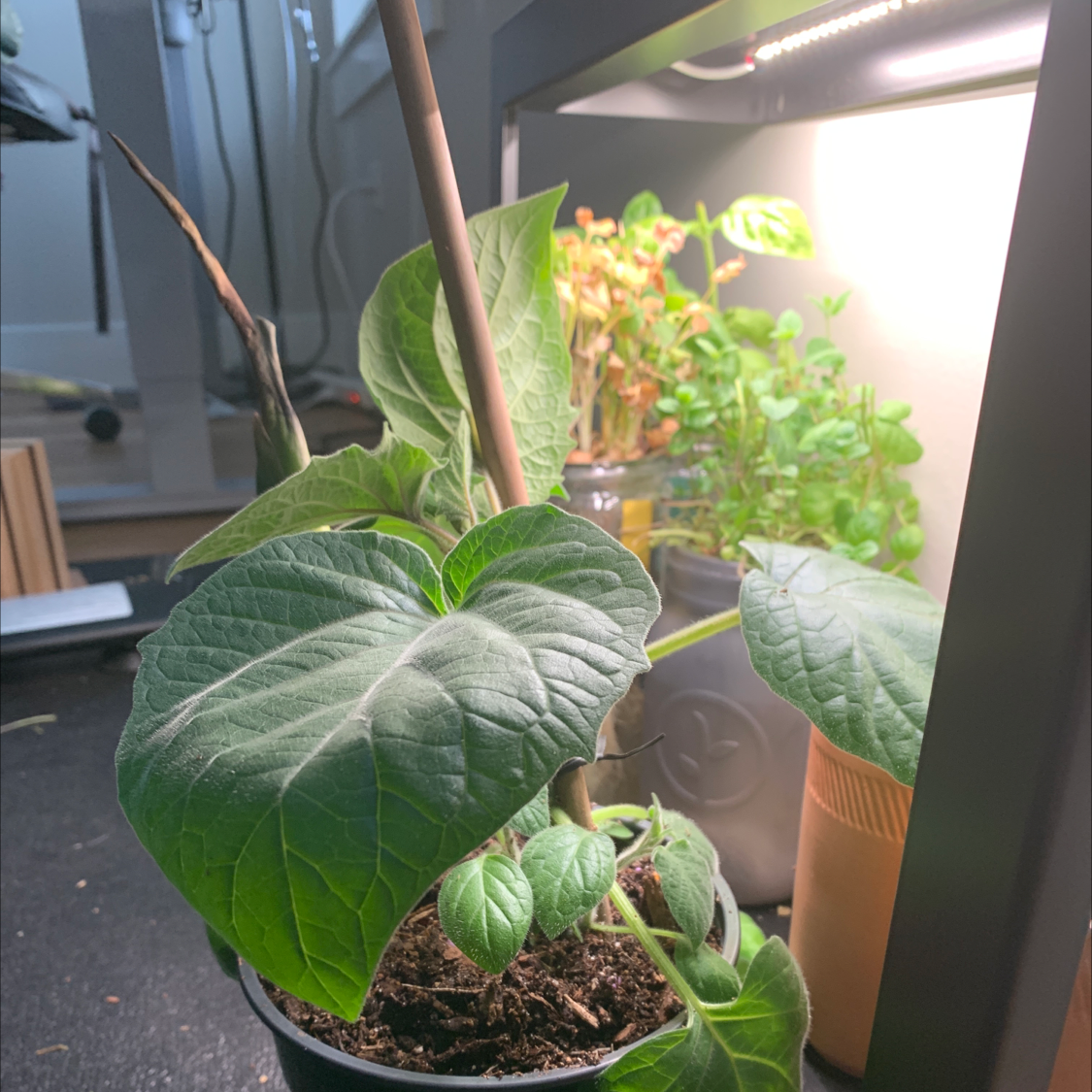 Cape Gooseberry plant in a pot under a grow light with healthy green leaves.