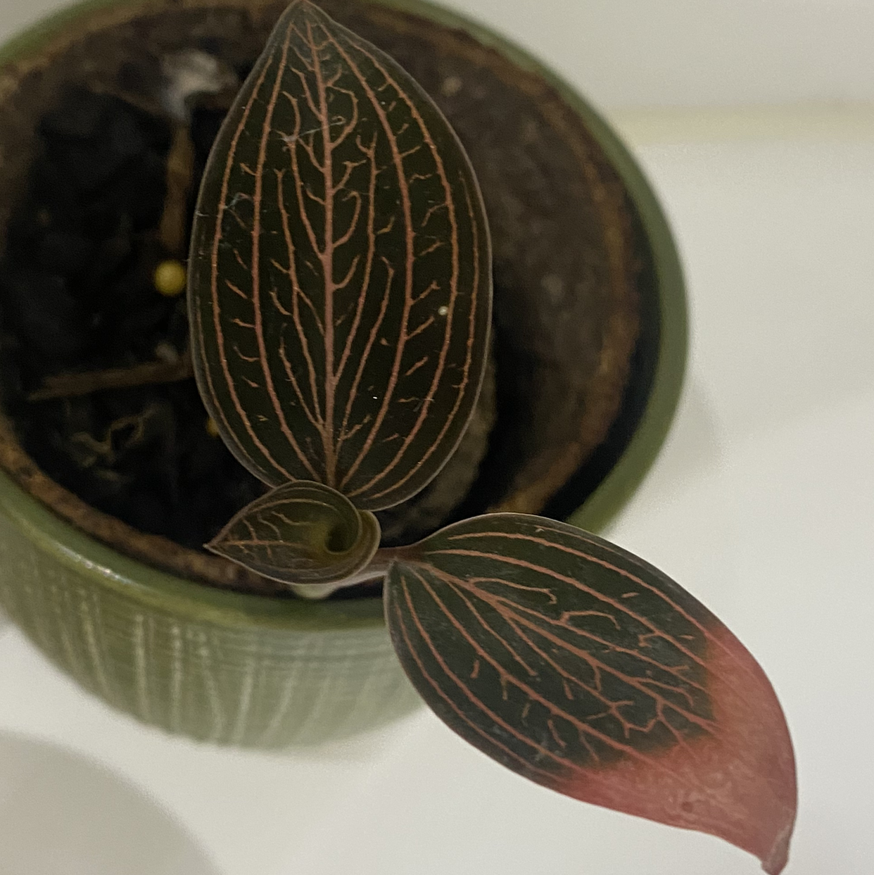 Photo of the plant species Anoectochilus roxburghii 'Spiderman' by @wild_oasis named Spider Orchid on Greg, the plant care app