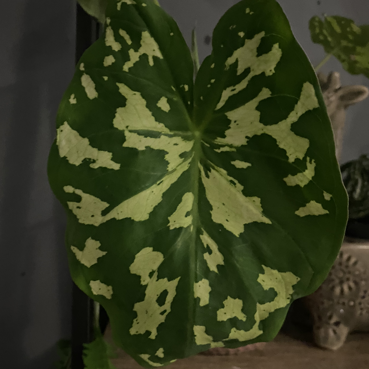 Close-up of a Caladium Hilo Beauty leaf with green and yellow variegation.
