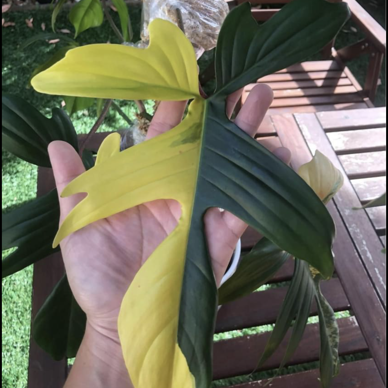 Photo of the plant species Philodendron 'Florida Ghost' by @wild_oasis named Florida Beauty on Greg, the plant care app