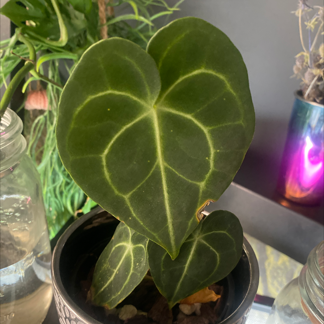 Velvet Cardboard Anthurium plant with dark green, heart-shaped leaves in a pot.
