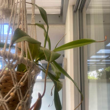 Photo of the plant species Nepenthes Monkey Jars by @wild_oasis named Small Nepenthes on Greg, the plant care app