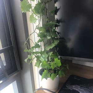 Cape Ivy plant photo by @Stalloevan named Whiny Vine on Greg, the plant care app.