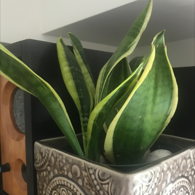 Snake Plant plant photo by @Stalloevan named Snakey-Snake on Greg, the plant care app.