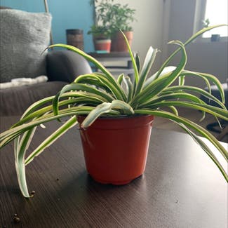 Spider Plant plant in Oneonta, New York