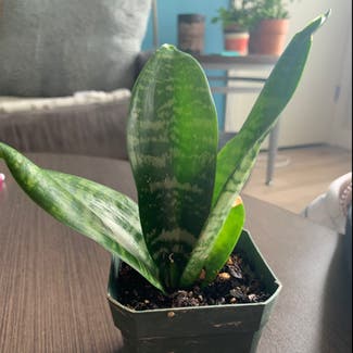 Snake Plant plant in Oneonta, New York