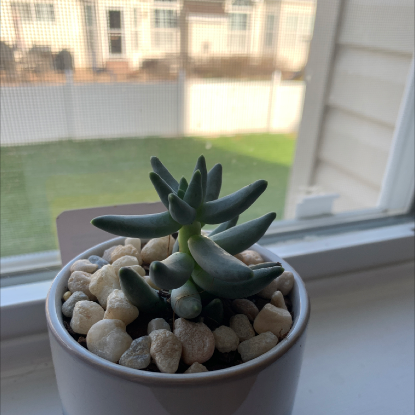 Little Jewel succulent in a pot with white pebbles, placed on a windowsill.