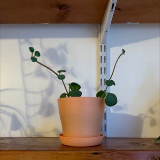 Peperomia 'Hope' plant in Jersey City, New Jersey