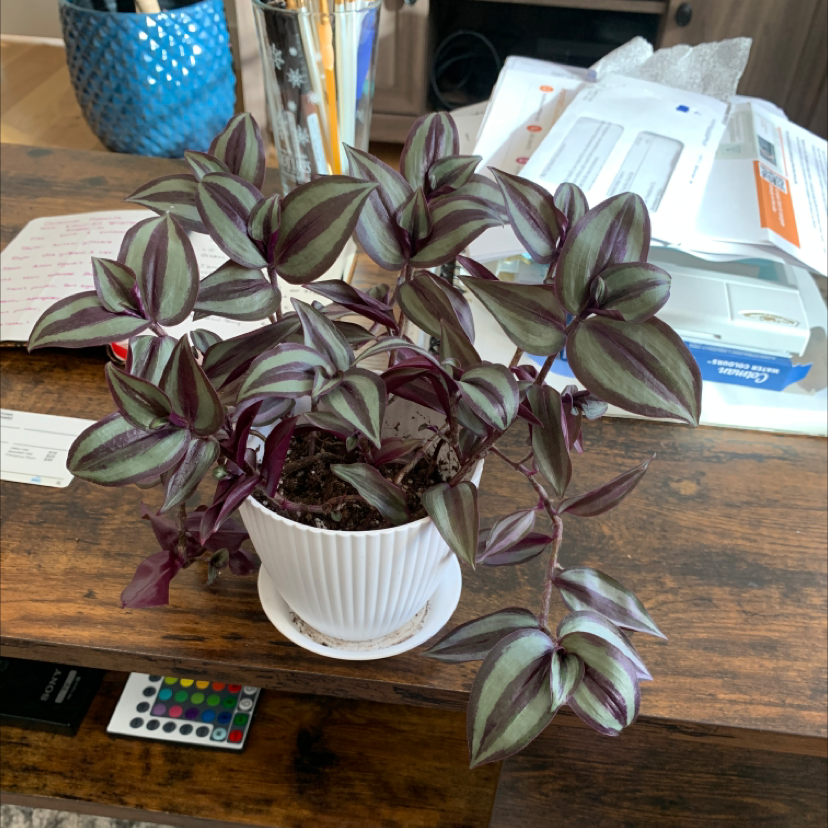 Spiderwort plant photo by @PlantNerds named Wandering Dude on Greg, the plant care app.
