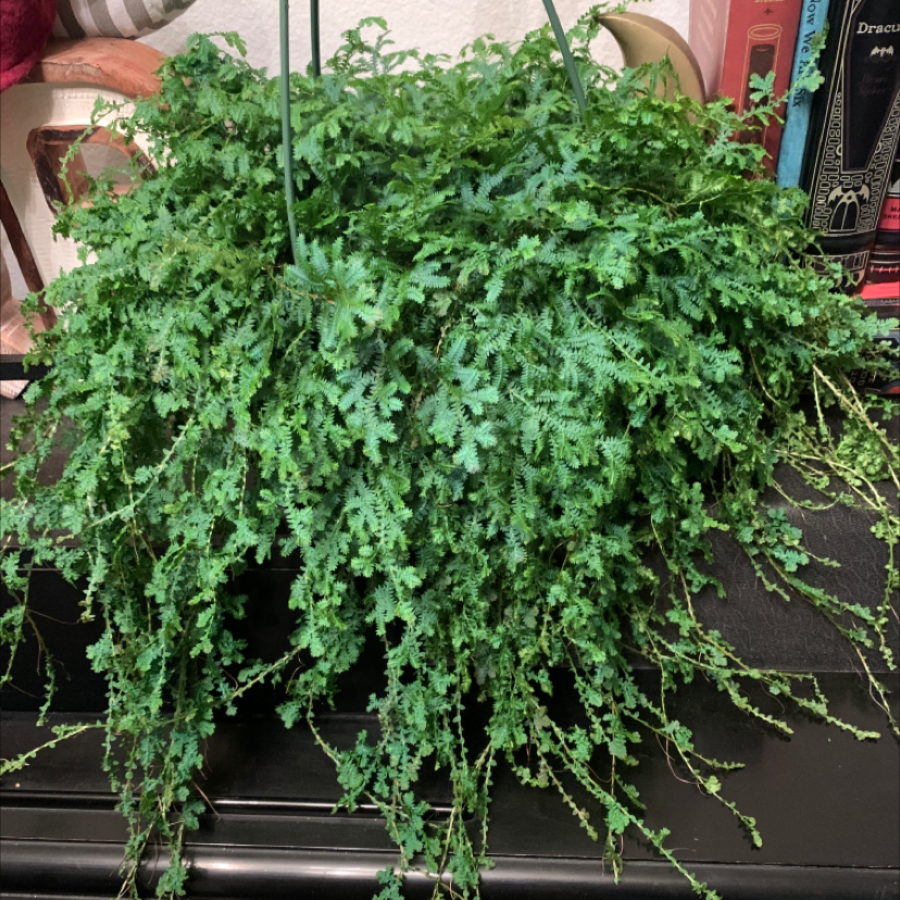 Lush green Selaginella kraussiana plant with delicate foliage cascading over the sides of its container, appearing healthy and well-cared for.