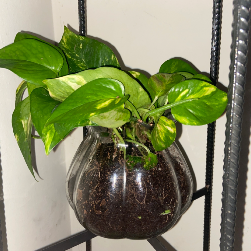 Taro Vine plant photo by Laylah named Aura on Greg, the plant care app.