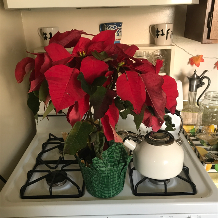How Do I Fix Poinsettia Root Rot? 🔧