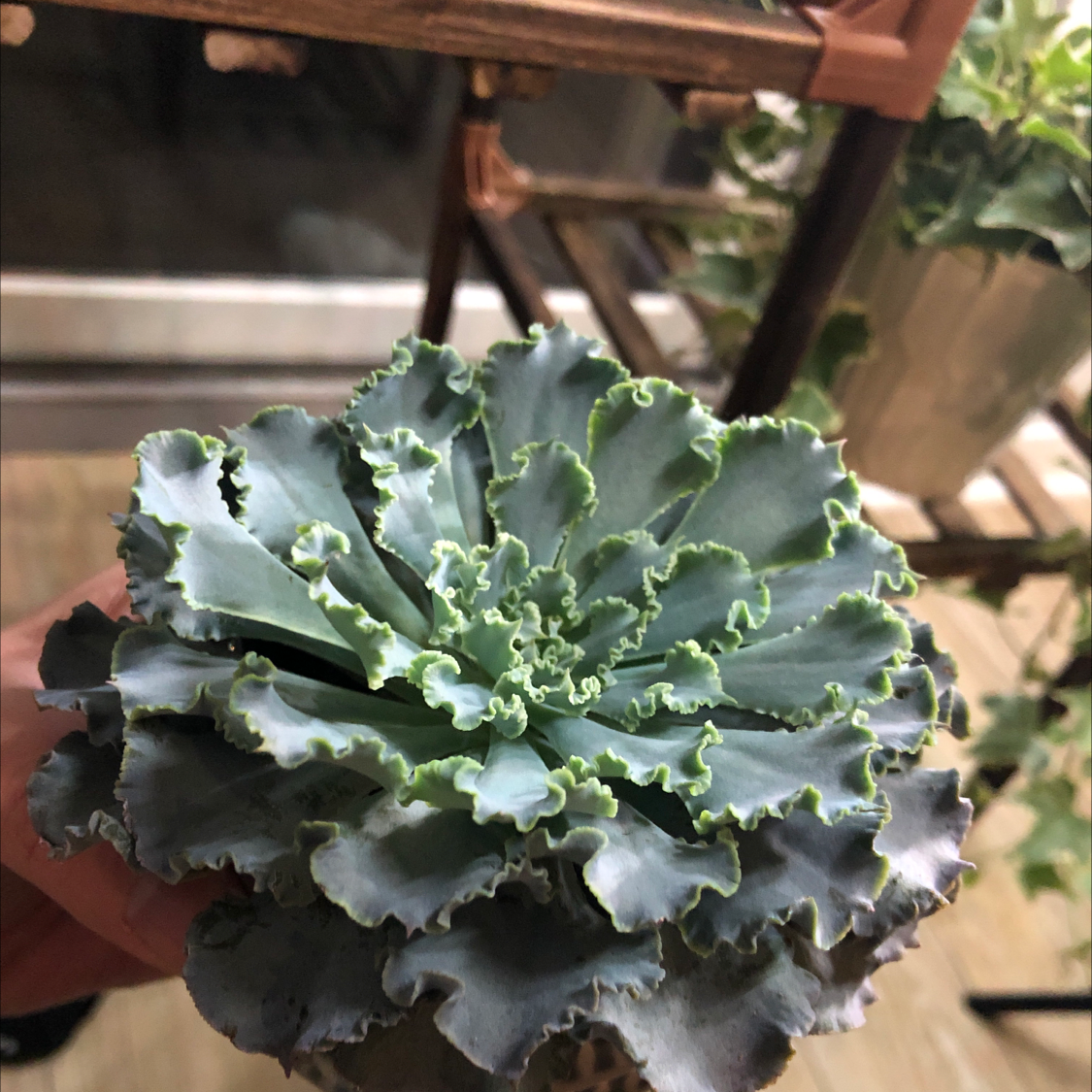 A healthy Mexican Hens succulent with ruffled blue-green leaves.