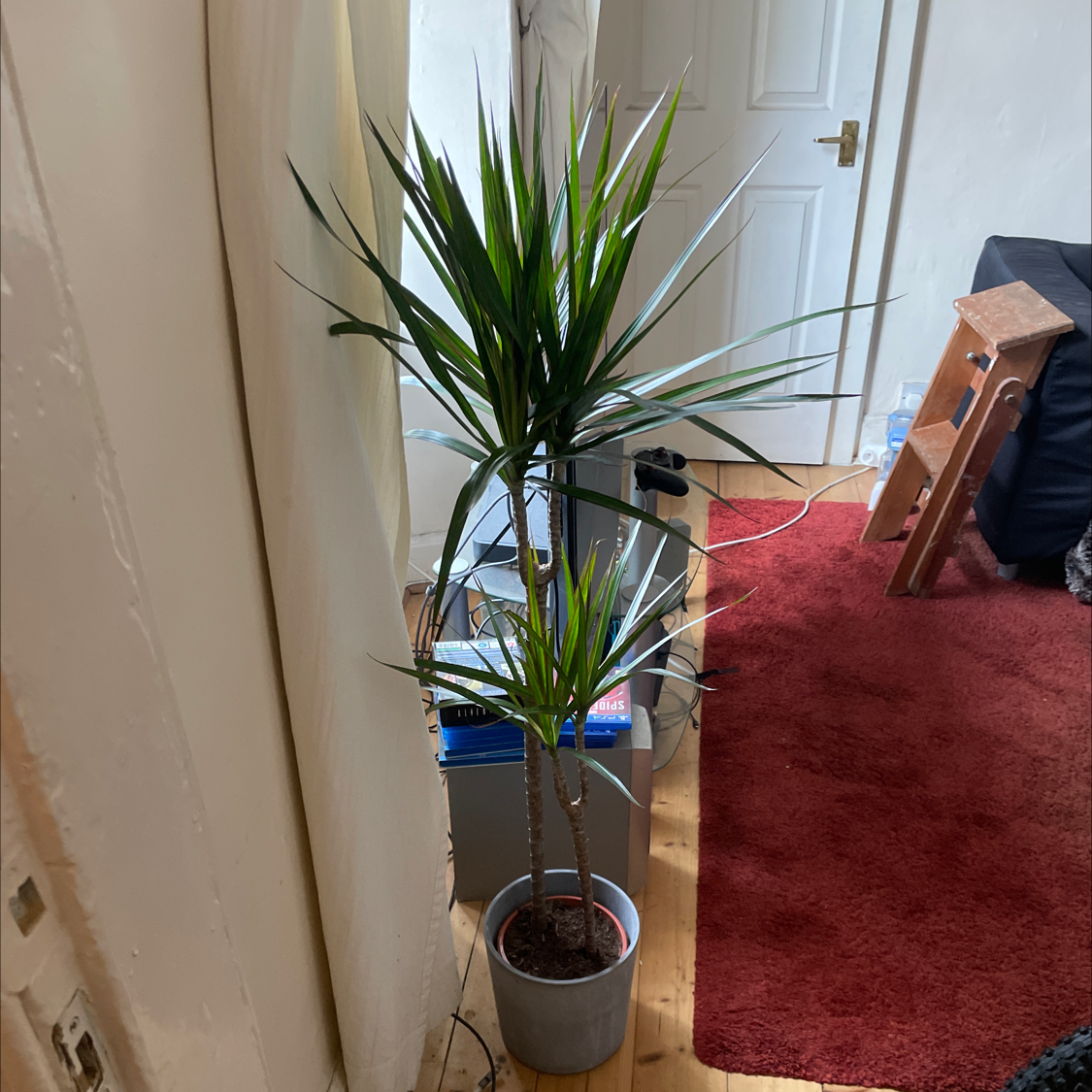 Open Weave Dragon Tree in a pot, healthy with long, narrow leaves.