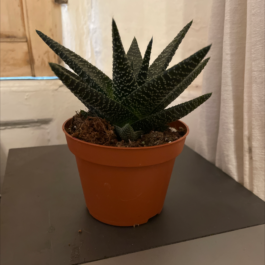 Photo of the plant species Royal Highness by @flailingbeard named Fergus on Greg, the plant care app