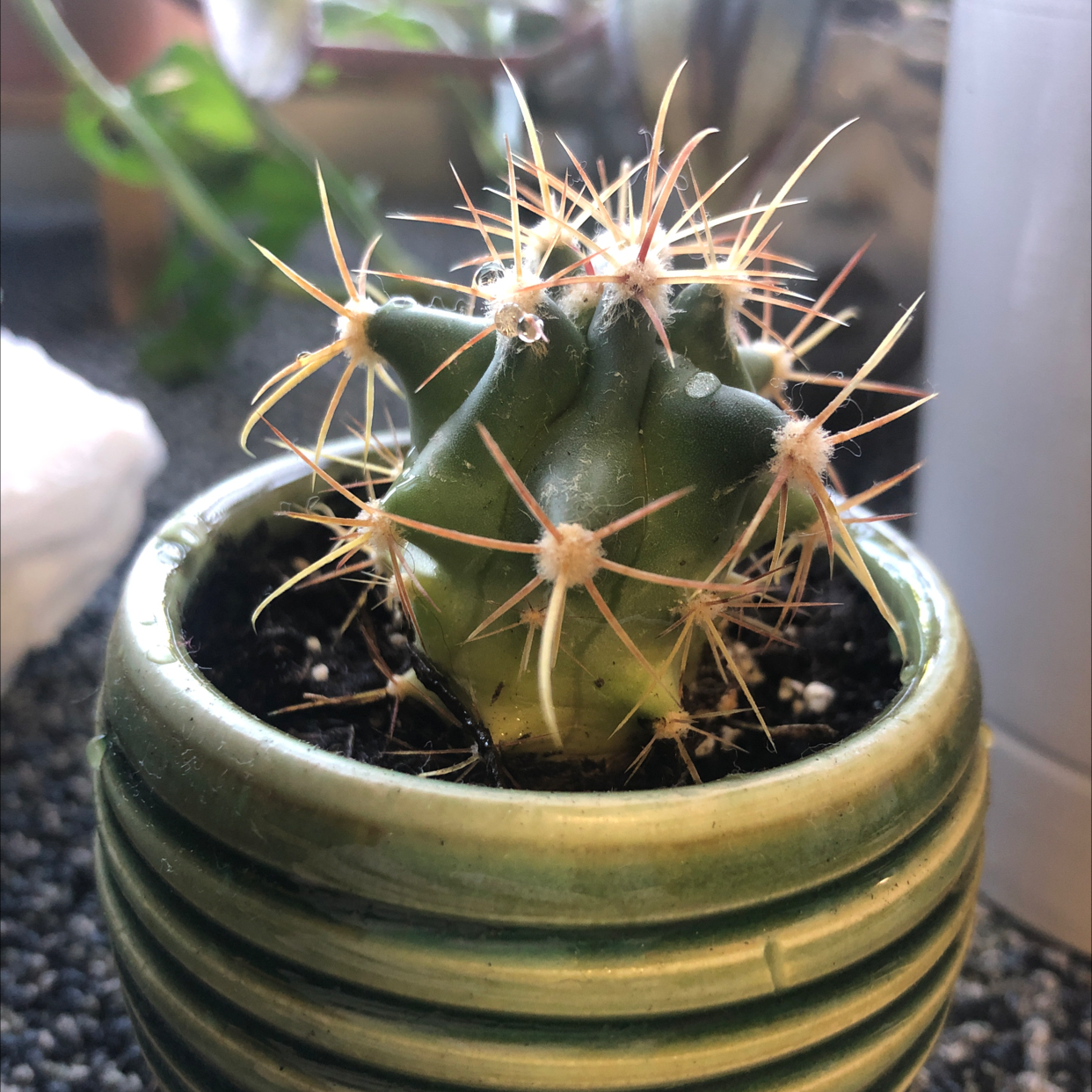 Gymnocalycium anisitsii cactus in a green pot with prominent spines.