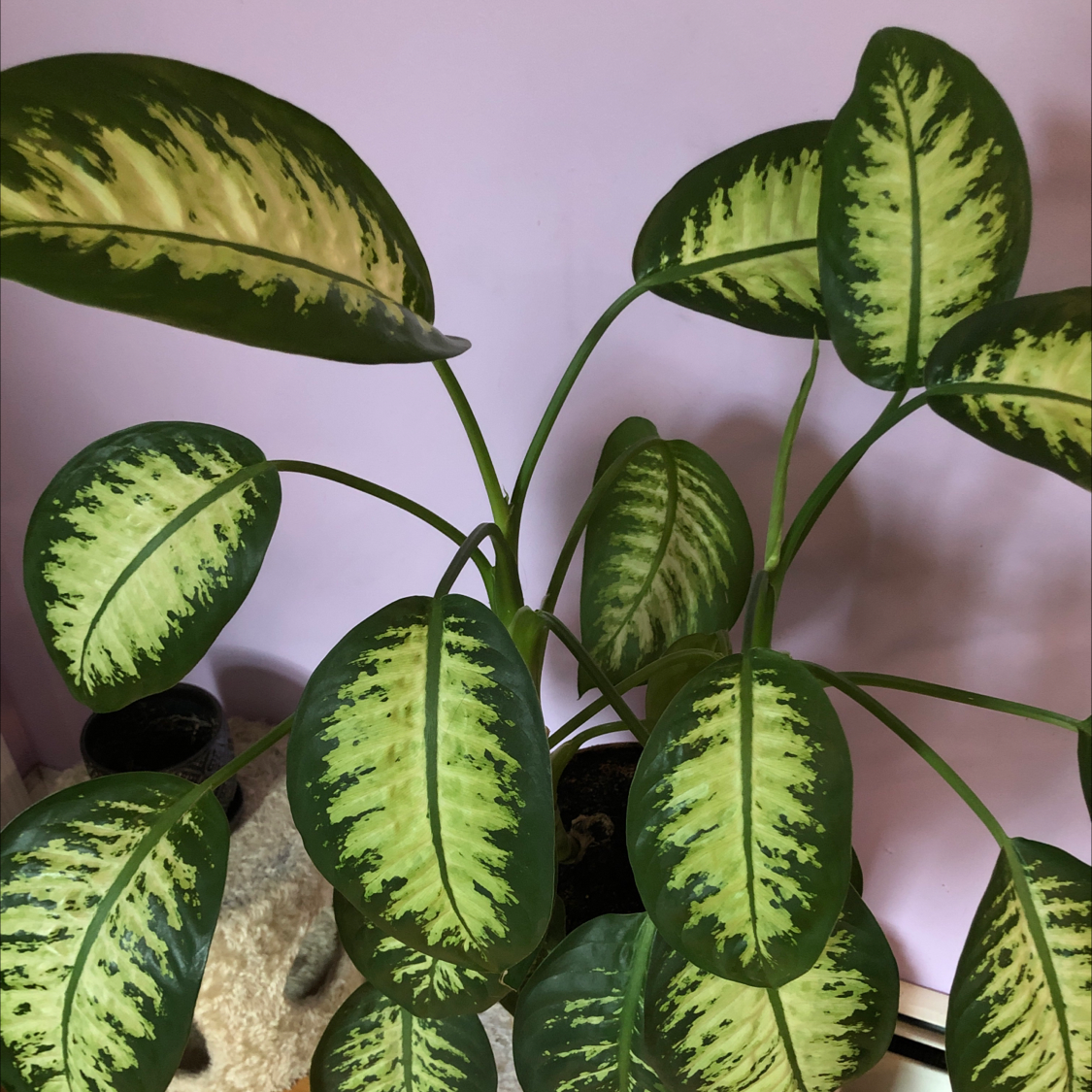 Dumbcane Tropic Snow plant with variegated leaves, well-framed and centered.