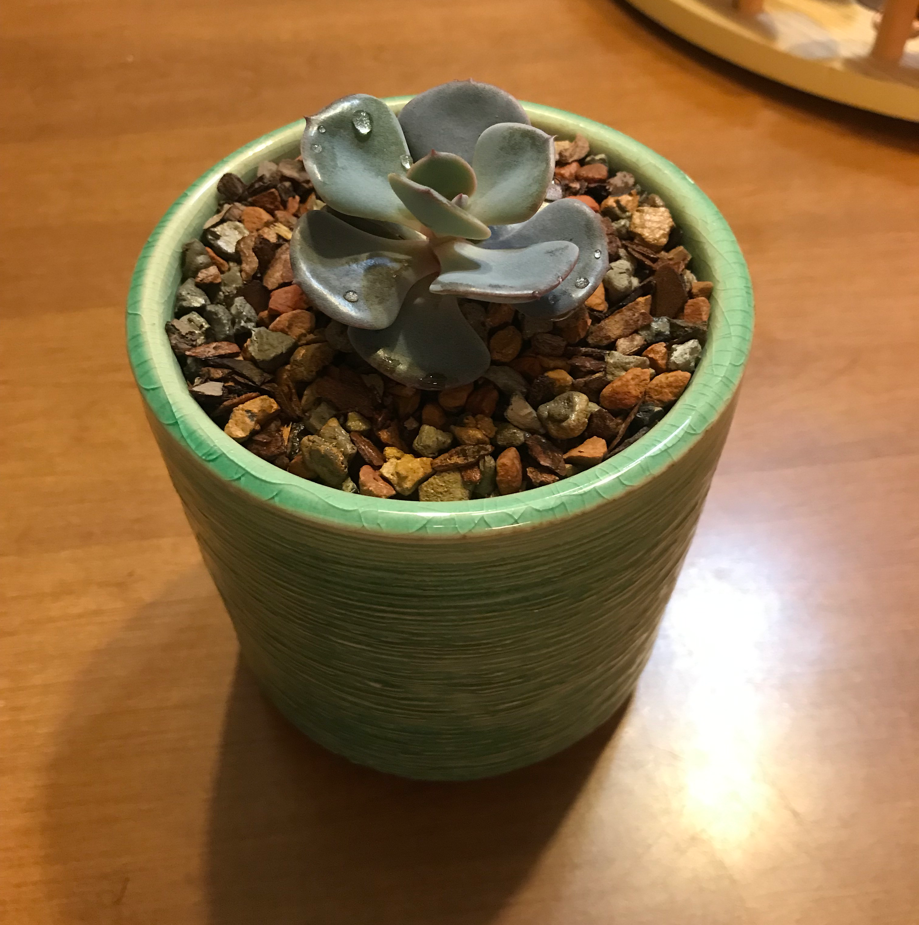 Potted Echeveria 'Dusty Rose' succulent in a green pot with rocky soil.