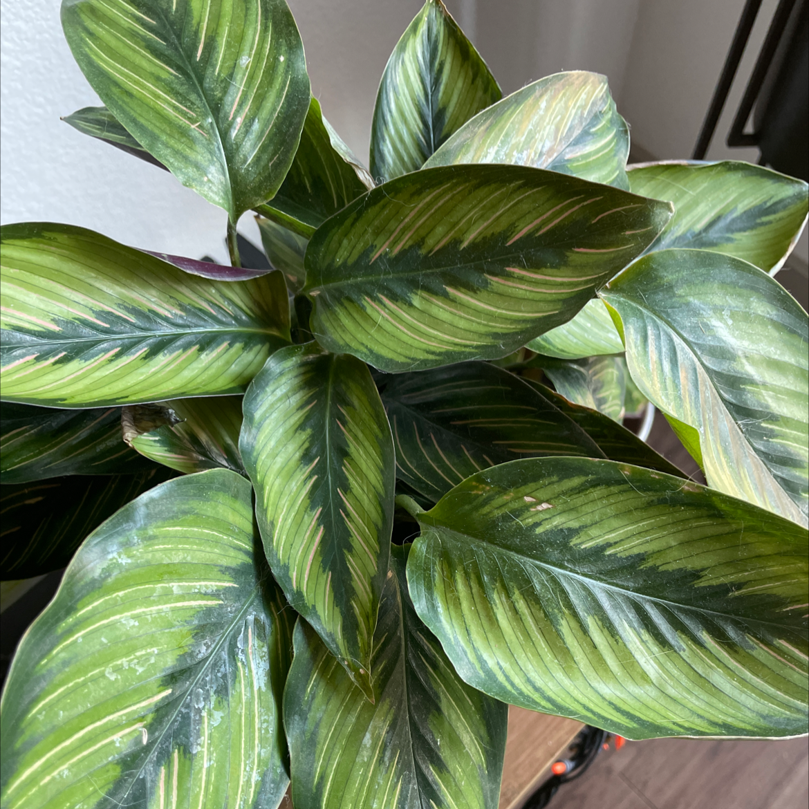 Calathea 'Beauty Star' plant with vibrant green striped leaves, appears healthy.