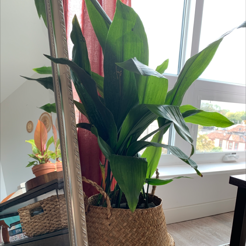 Photo of the plant species Cast Iron Plant by @gardenofbree named Queen on Greg, the plant care app