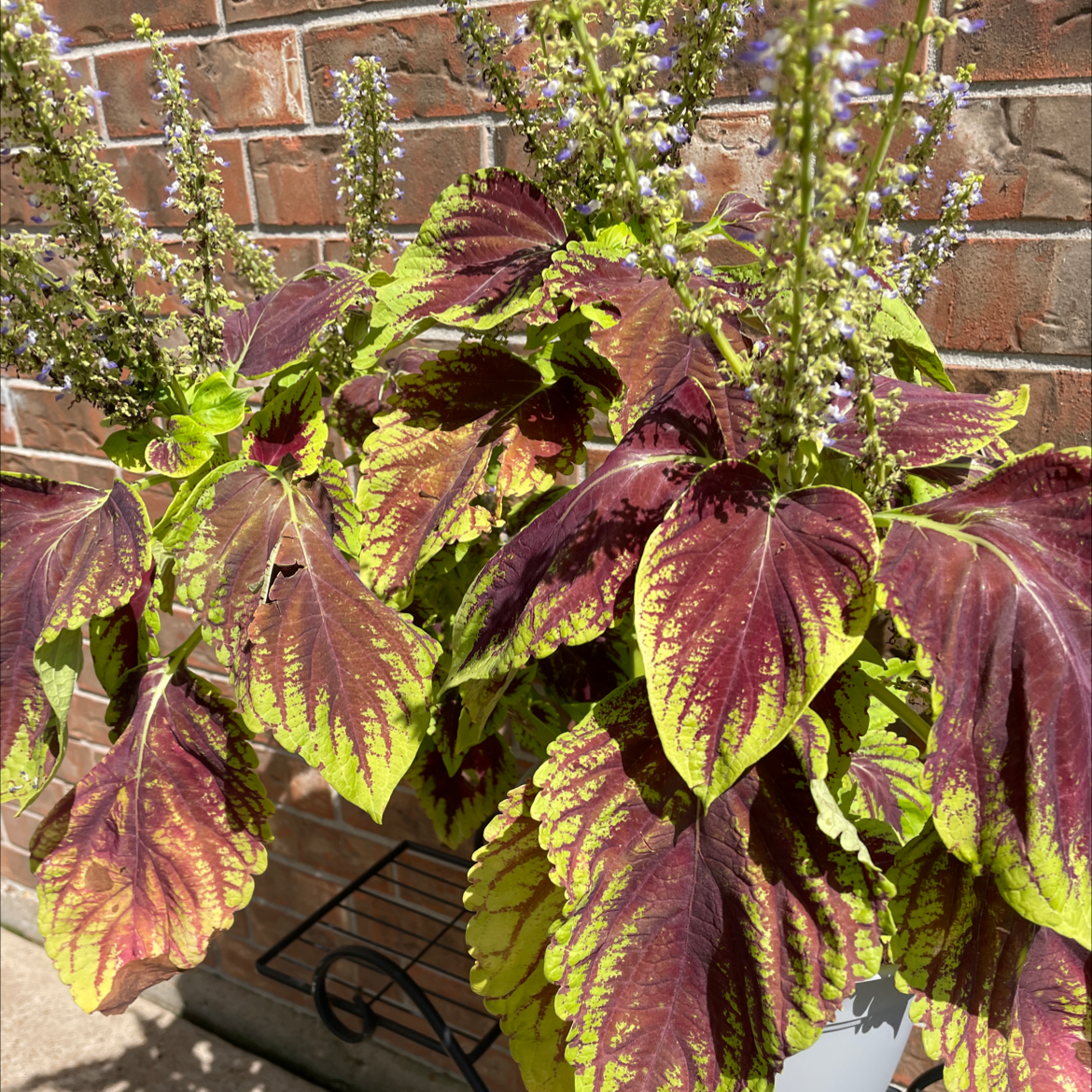 Coleus plant photo by @JC58 named Coleus on Greg, the plant care app.
