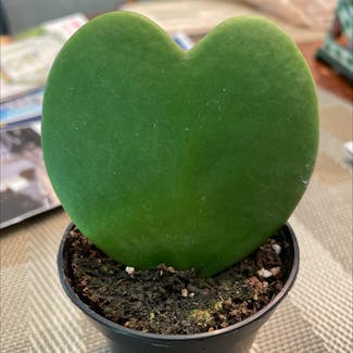 Sweetheart Hoya plant in Somewhere on Earth