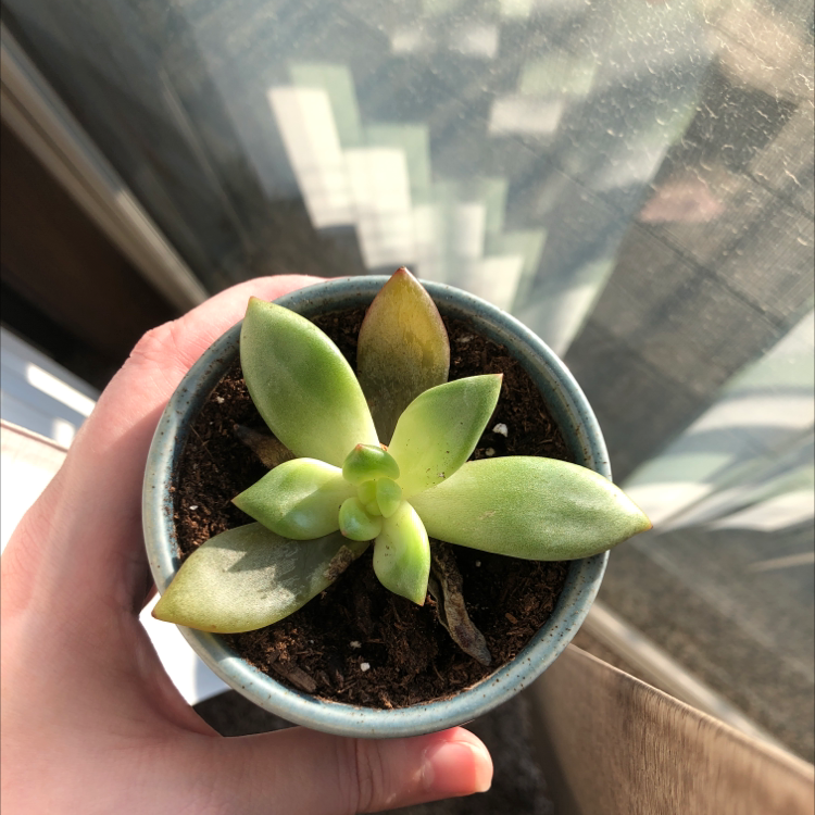 Graptoveria 'Opalina' succulent in a pot with some browning leaf tips, held by a hand.