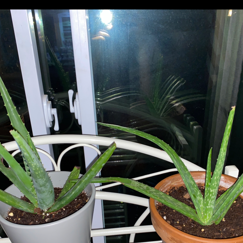 Aloe vera plant photo by Michaela named Daphne and Velma on Greg, the plant care app.