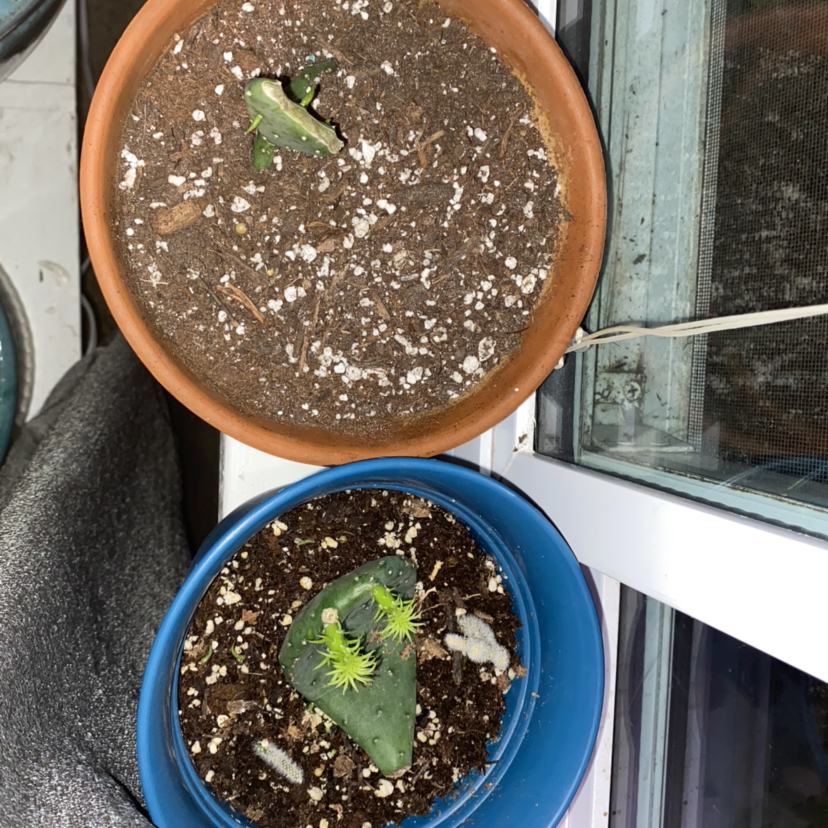 Spineless Prickly Pear plant photo by Michaela named Walt and Bernie on Greg, the plant care app.