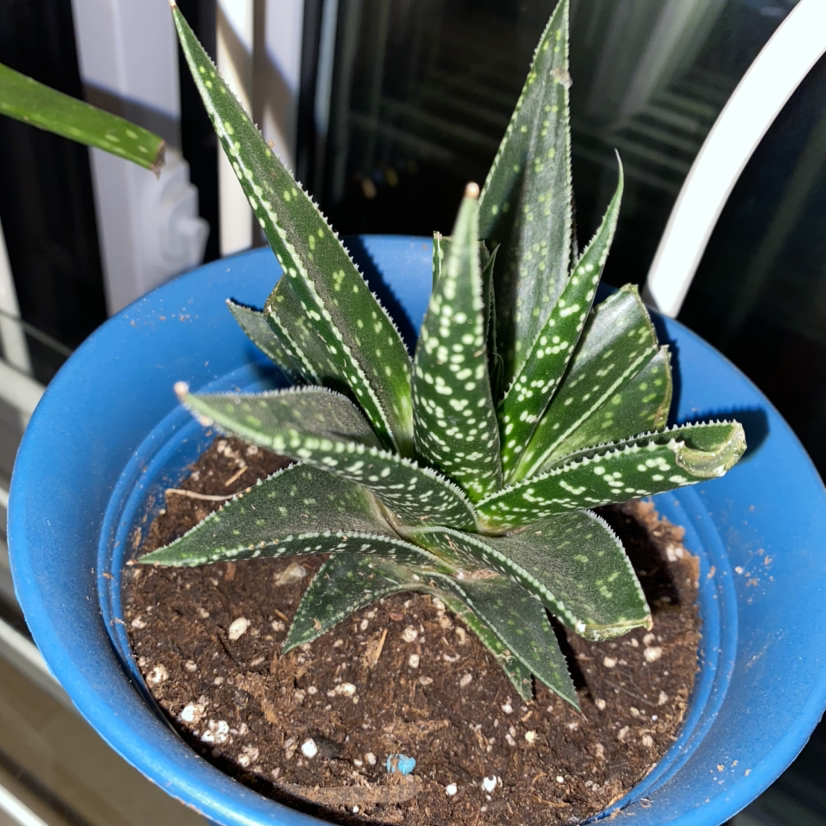 Ox Tongue plant photo by Michaela named Morgan Treeman on Greg, the plant care app.