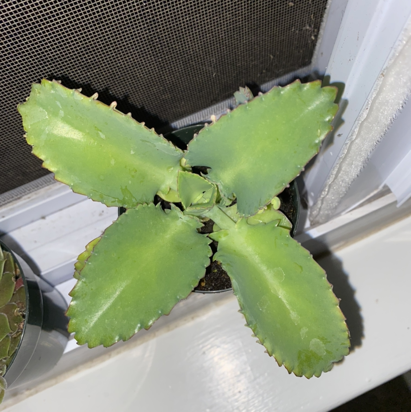 Mother of Thousands plant photo by Michaela named Cleopatra on Greg, the plant care app.