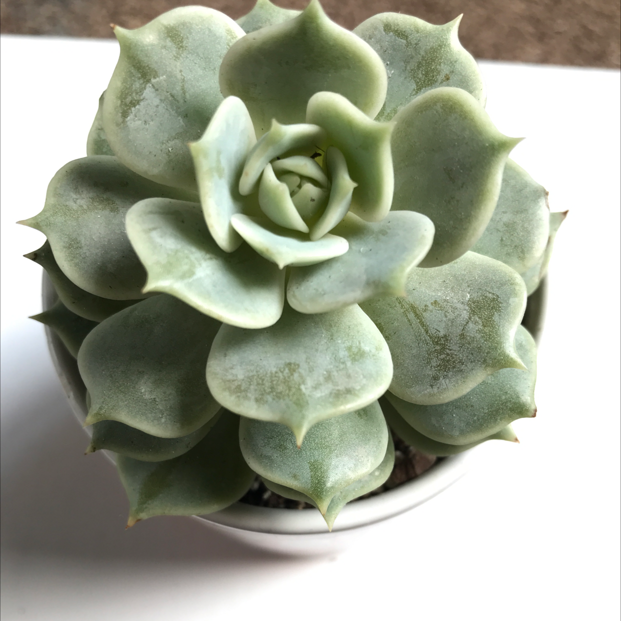 Echeveria 'Lola' succulent plant in a small pot, healthy with no visible issues.