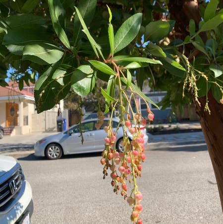 Photo of the plant species Arbutus Unedo by Amelia named Your plant on Greg, the plant care app