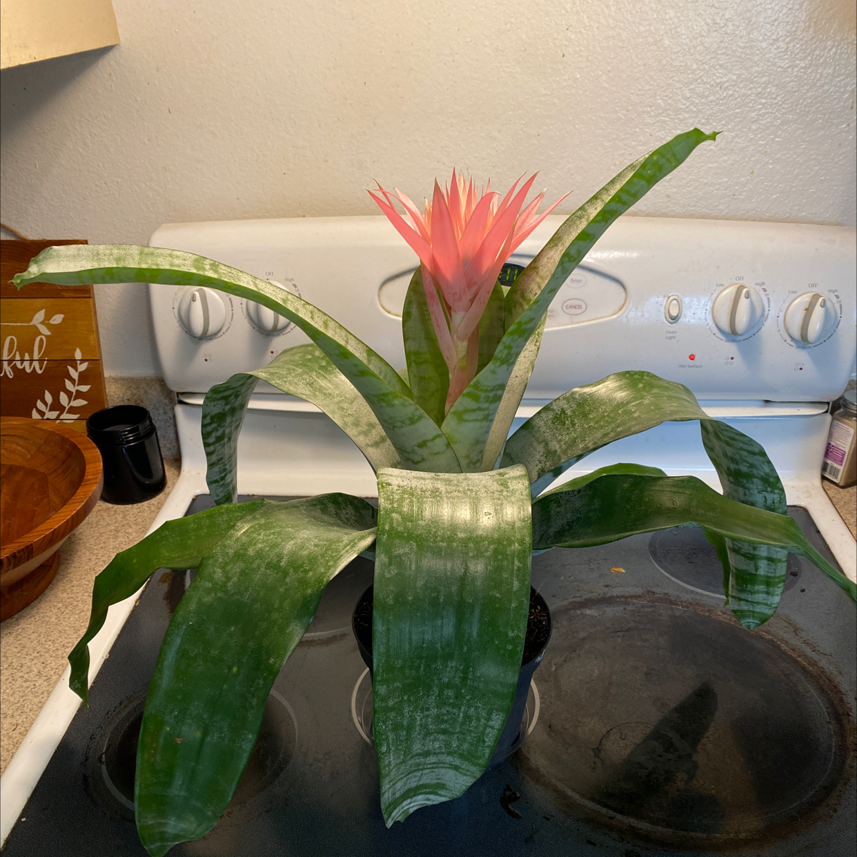 Photo of the plant species Urn Plant by @hashbrowns named Spongebob on Greg, the plant care app