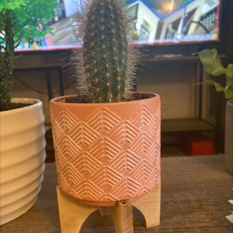 Photo of the plant species Candleholder Cactus by Tyra named Mrs.Brown🌵 on Greg, the plant care app