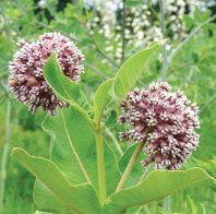 Photo of the plant species Common Milkweed by @Liz_Bich named Marie on Greg, the plant care app