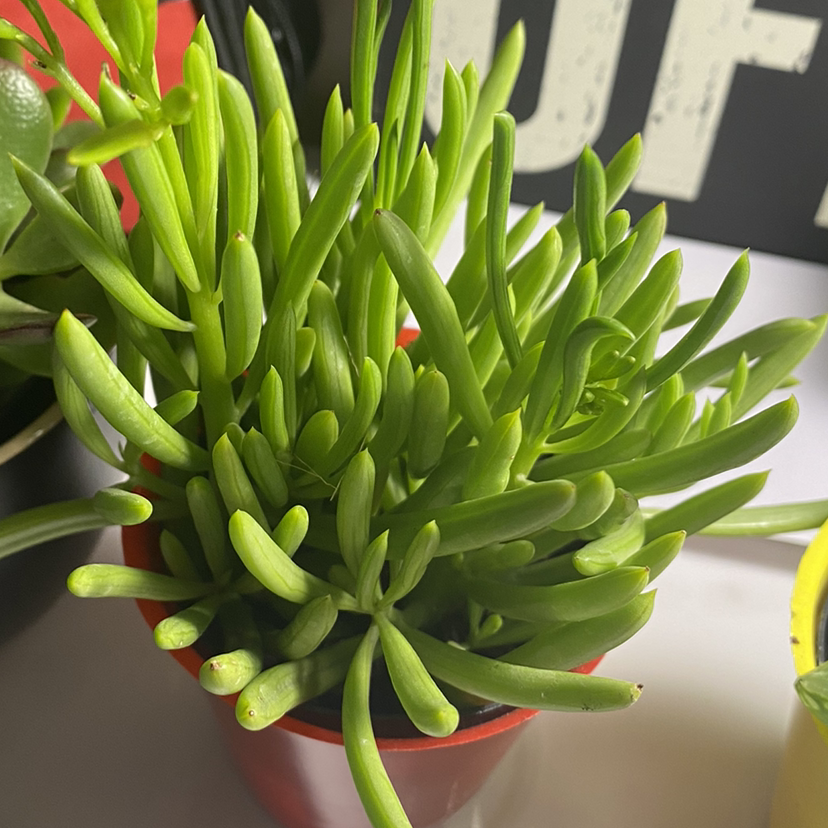 Healthy Succulent Bush Senecio plant with vibrant green leaves in a red pot.